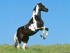 Las cinco mejores razas de caballos del mundo